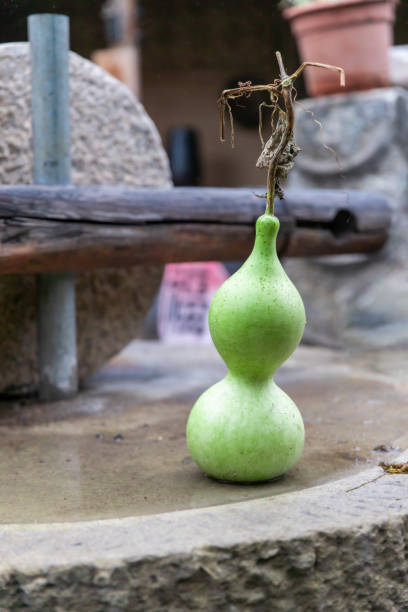 istock Bottle gourd.Green Gourd Squash. 1366390899