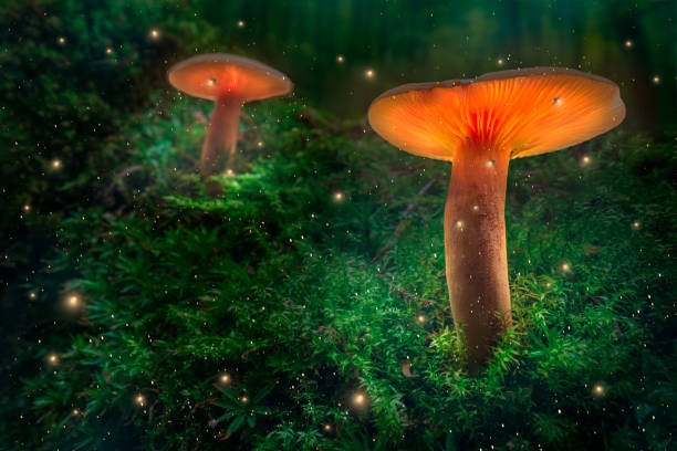 istock Glowing mushrooms and fireflies on moss in forest at dusk. 1366390901