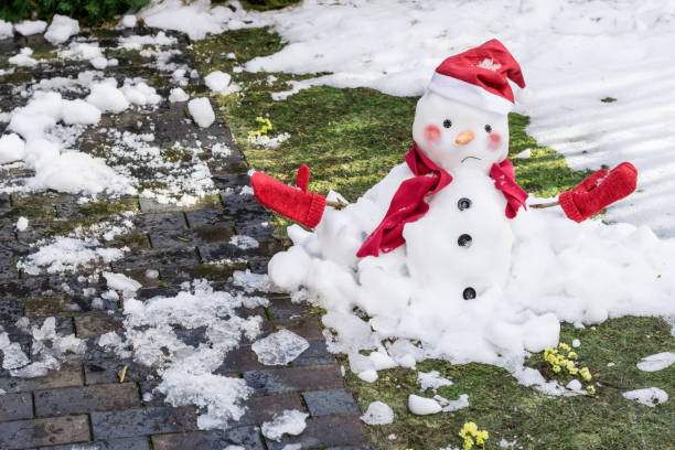 Unhappy snowman in mittens, red scarf and cap is melting  outdoors in sunlight on snowy green grass with small yellow flowers near wet pavement stock photo