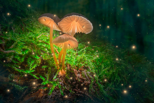 istock Mushroom lamps on moss with fireflies in dark forest. 1366390958