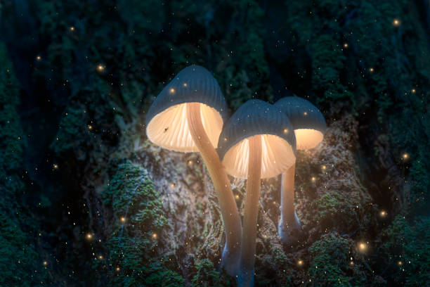 istock Glowing magic mushrooms on tree in dark forest with fireflies 1366390980