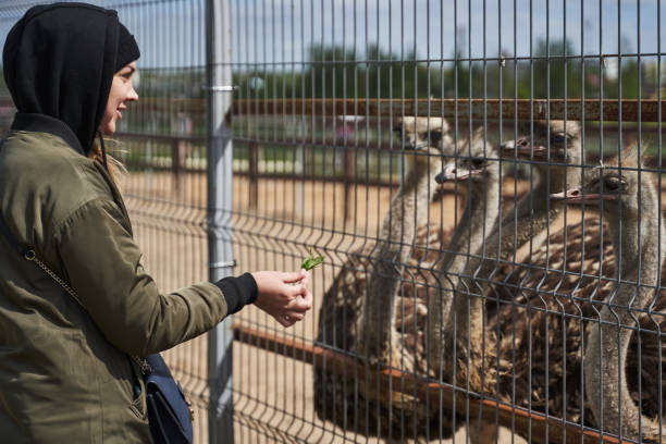 istock a woman with a covered head feeds ostriches with grass through a net 1366391025