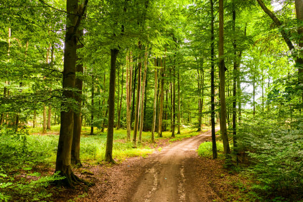 istock Summer forest and leafy footpath in Poland 1366391075