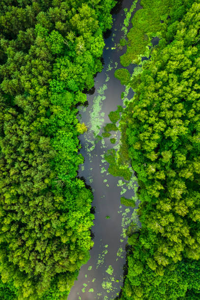 istock Flying above green forest and river in summer. 1366391131