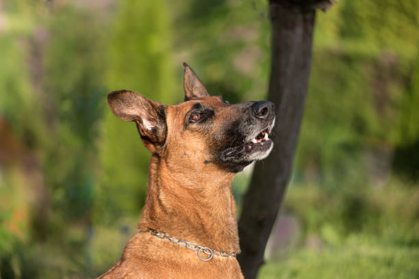 Portrait of a brown Belgian Shepherd Malinois.