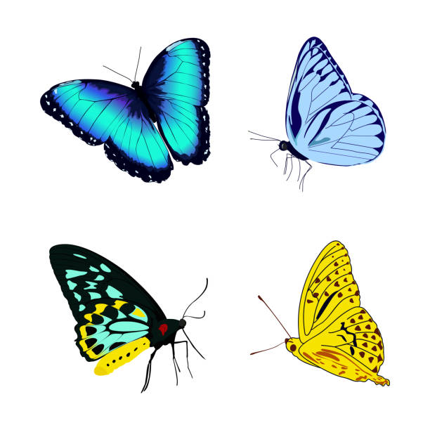istock butterfly, flying butterfly, blue and yellow butterflies. 1366395154