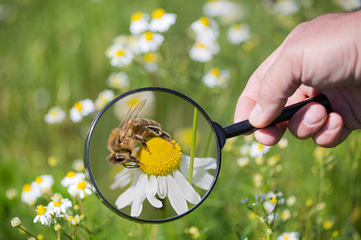 a bee collects nectar on chamomile blossom under the magnifying glass