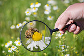 Bee under the magnifying glass