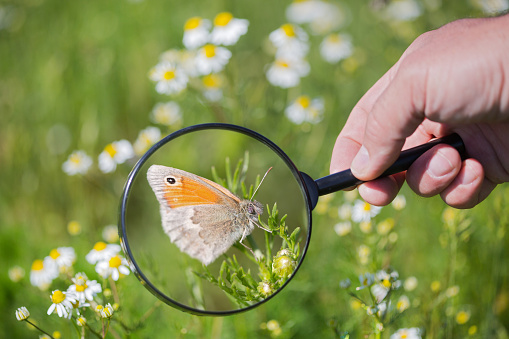 a butterfly on chamomile flowers under the magnifying glass