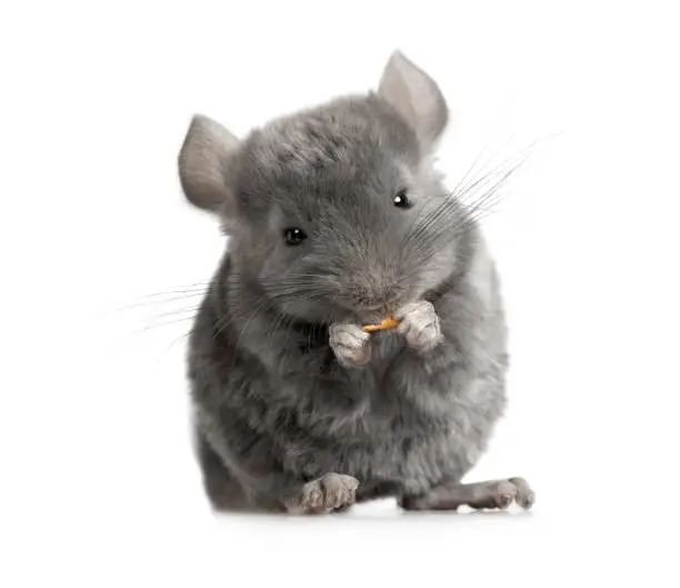 Small chinchillas eating food in the studio isolated on a white background