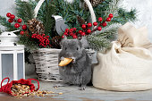 Beautiful small gray chinchilla with a festive bag of food