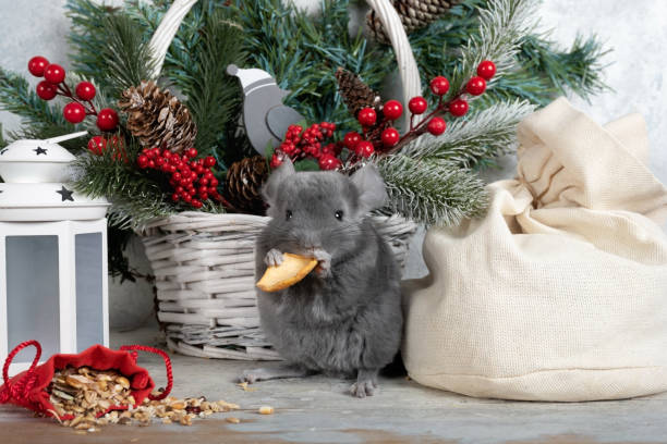 Beautiful small gray chinchilla with a festive bag of food stock photo