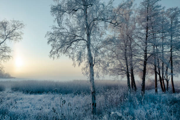 paisaje invernal junto a un lago en la naturaleza sueca - frozen cold lake reed fotografías e imágenes de stock