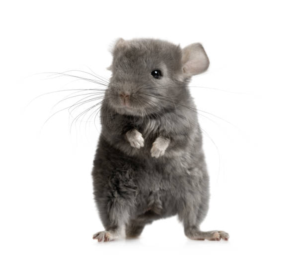 Small gray chinchilla over white Sweet two month old chinchilla stands on its hind legs isolated on a white background baby mice stock pictures, royalty-free photos & images