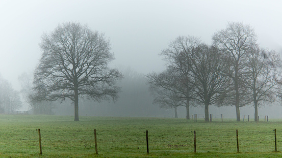 Misty morning along a Texas road with trees on a ranch land
