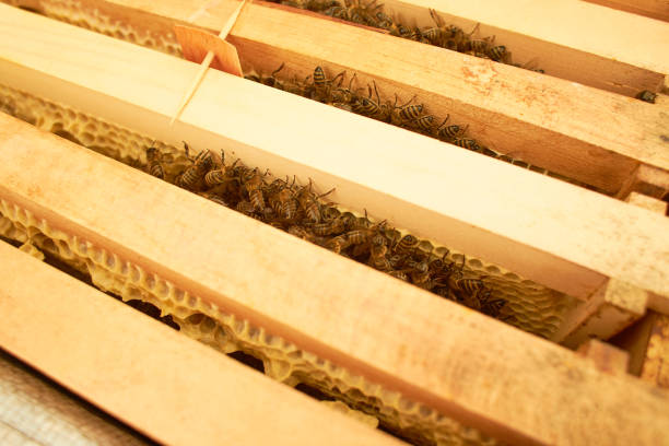 istock Bee on honeycomb with honey slices nectar into cells. Macro image of a bee on a frame from a hive. Bees on honeycomb. winter time 1366400586