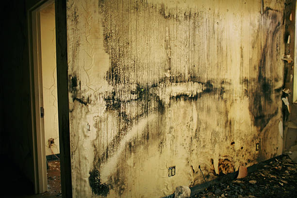 istock Grungy Water and Mold Stained Wall 136640165