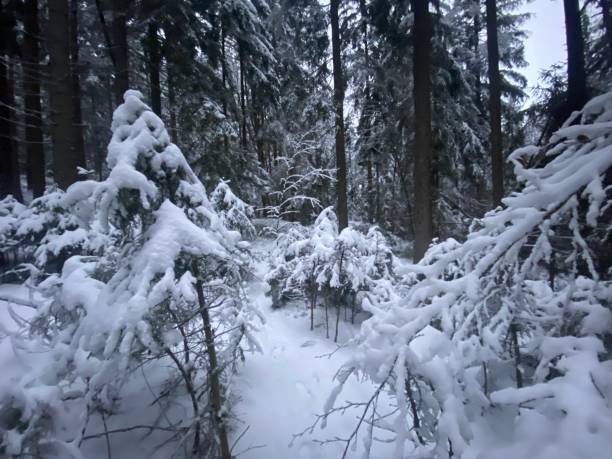 istock Snow-covered branches of trees 1366402793