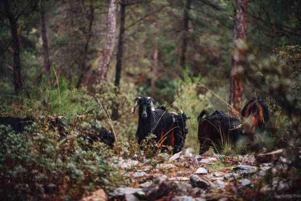 Herd of Goats in the Forest