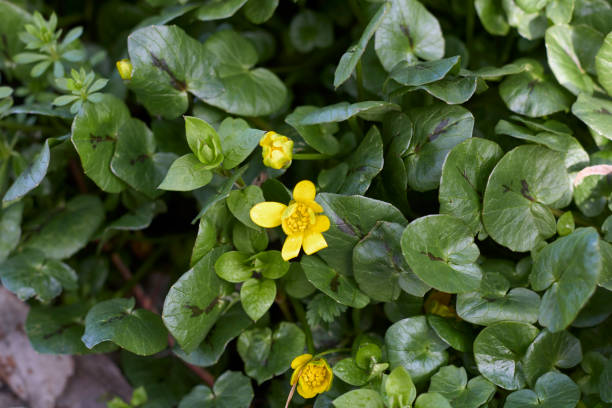 istock Ficaria verna close up 1366403059