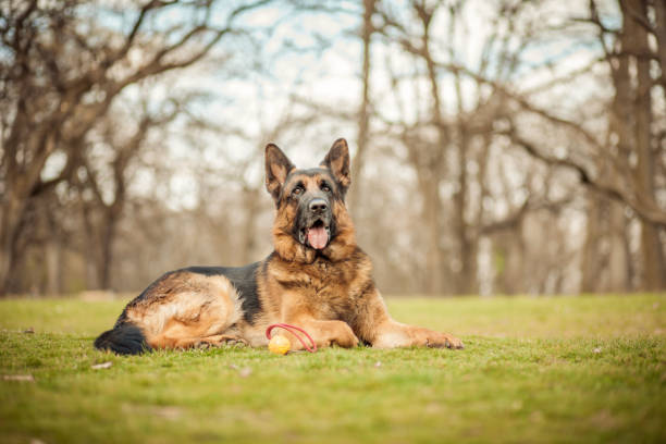 pastor alemán - perro adiestrado fotografías e imágenes de stock
