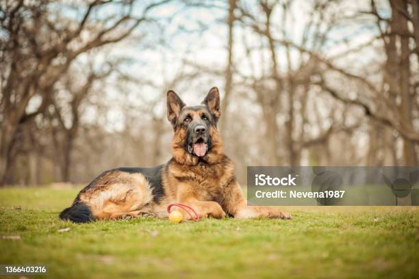 German Shepherd Stock Photo - Download Image Now - German Shepherd, Intelligence, Guard Dog