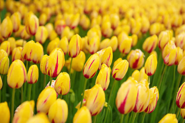 istock Yellow and red flowers 1366403952