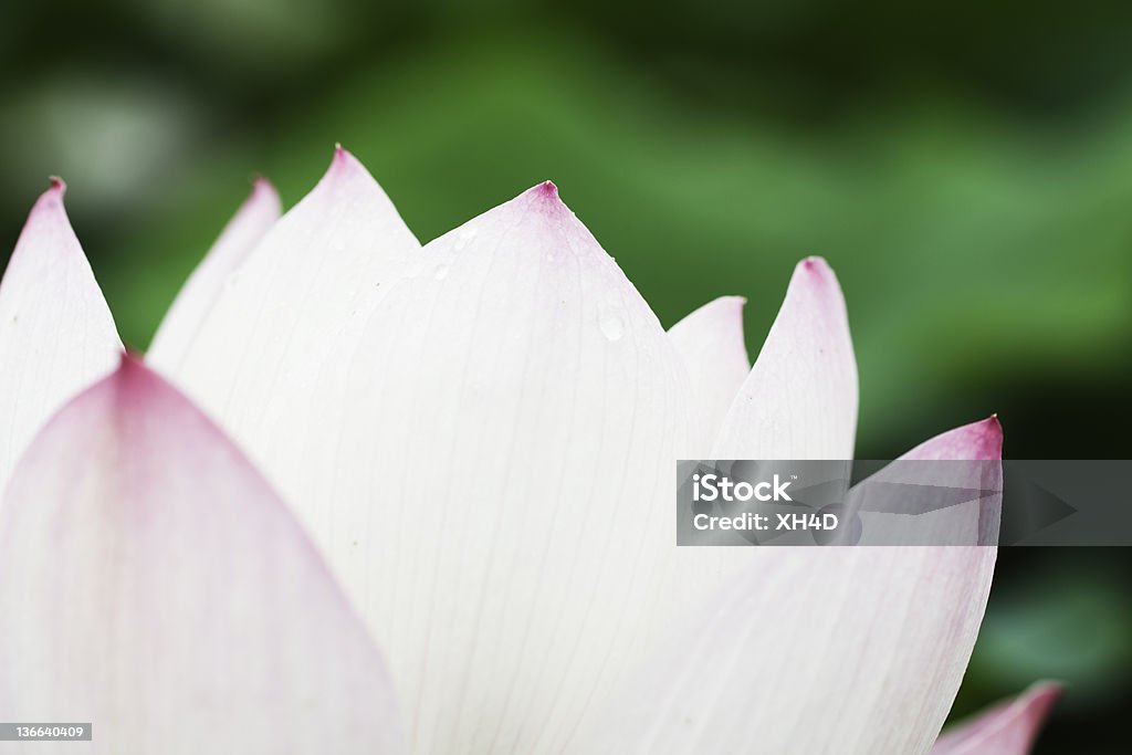 lotus Вода Lily - Royalty-free Ao Ar Livre Foto de stock