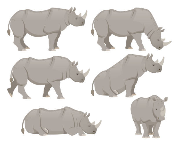 afrikanisches nashorn-set - nashorn stock-grafiken, -clipart, -cartoons und -symbole