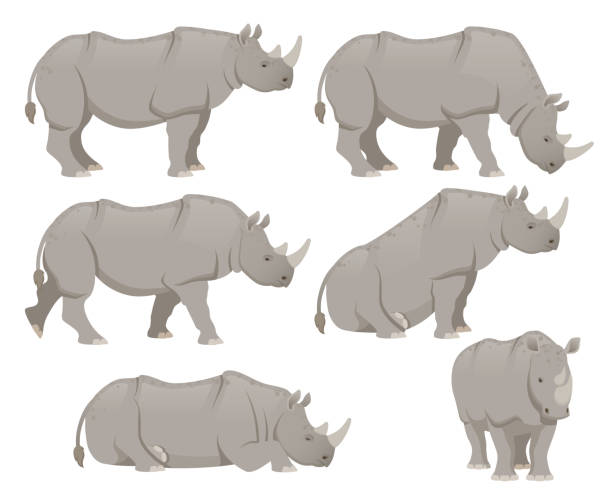 African rhinoceros set African rhinoceros set. Different poses animal design. Vector illustration isolated on white background rhinoceros stock illustrations