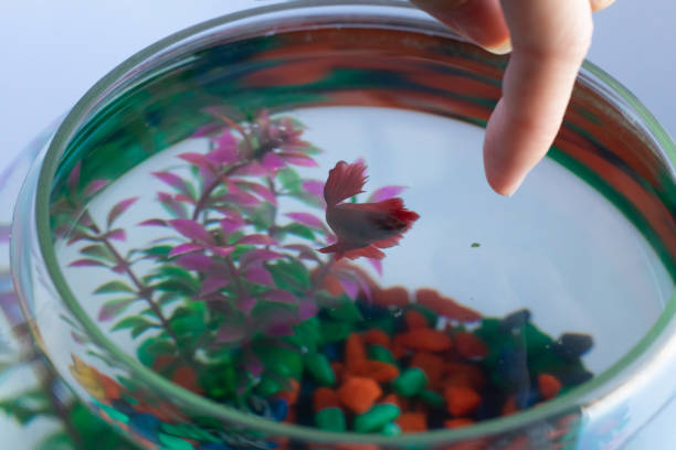 istock Female hand feeding swordtail fish, pouring dried flakes 1366404593