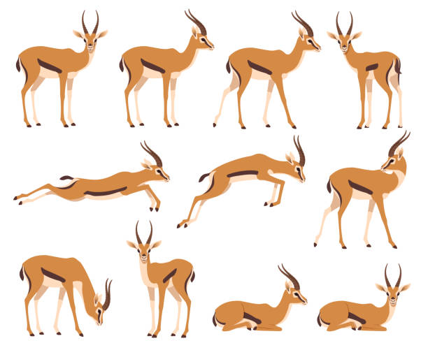 ilustrações de stock, clip art, desenhos animados e ícones de african wild black-tailed gazelle set - gazelle