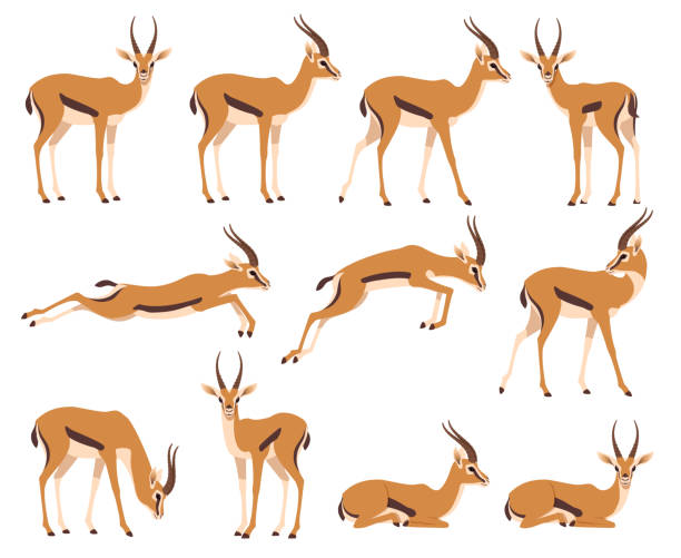 African wild black-tailed gazelle set Аfrican wild black-tailed gazelle set. African antelope in different poses. Vector illustration isolated on white antelope stock illustrations