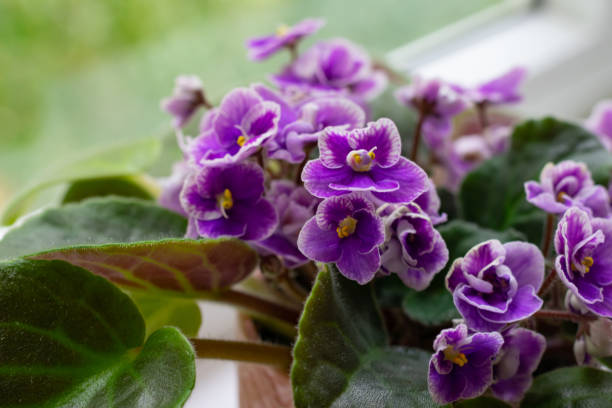 Many little blooming african violet flower saintpaulia in flower Many little blooming african violet flower saintpaulia in flower pot on windowsill african violet stock pictures, royalty-free photos & images