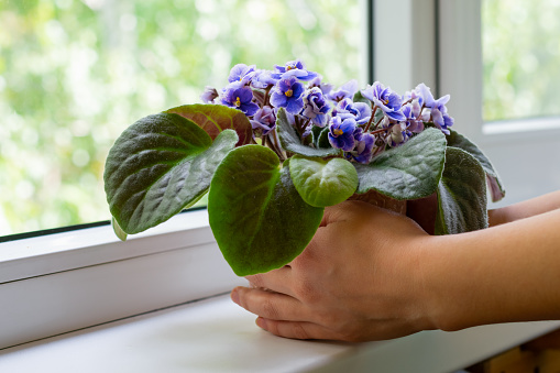 Young woman hands hold flower pot with african violet flower saintpaulia. Decoration for windowsill and home