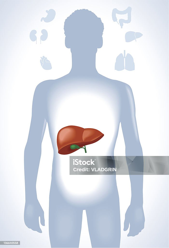 Печени человека - Векторная графика Человеческое тело роялти-фри