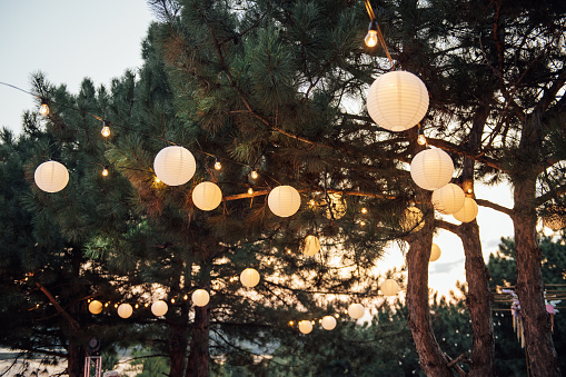 Decorative outdoor string lights hanging on tree in the garden at night time.