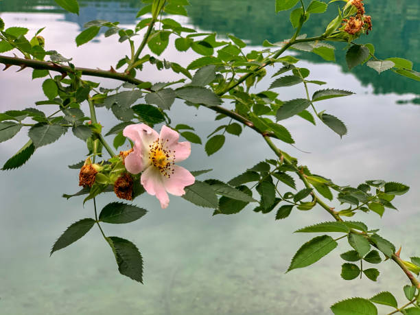 Wild Rose - Water Lily - Plant - Water - Details