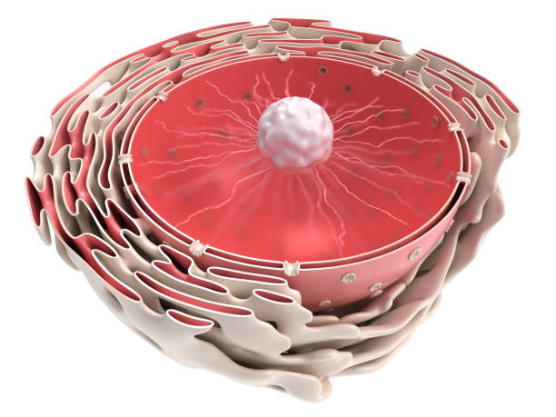 nucleus - nucleolus stock-fotos und bilder