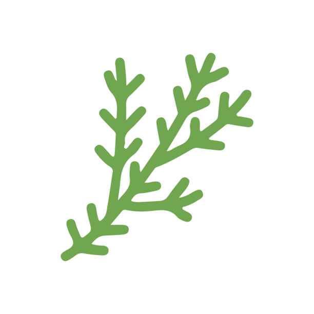 グリーンスプルース枝 - color image colored background tree branch点のイラスト素材／クリップアート素材／マンガ素材／アイコン素材