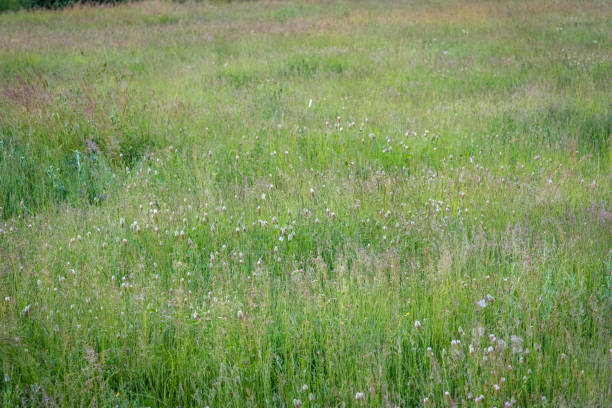 istock Lush meadow covered with green grass and blooming flowers 1366410553