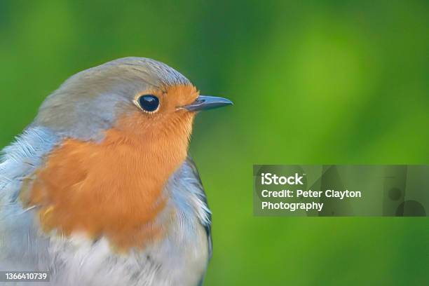 European Robin Portrait Stock Photo - Download Image Now - American Robin, Cut Out, Red