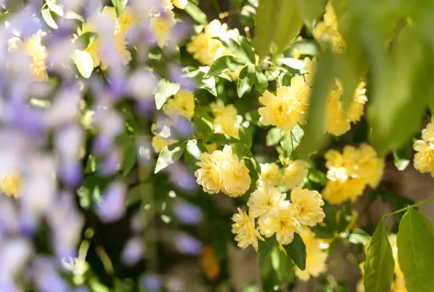 Close up blossoming yellow rose flowers on defocused natural leaves backdrop. Natural summer sunny background. Selective focus. Copy space.