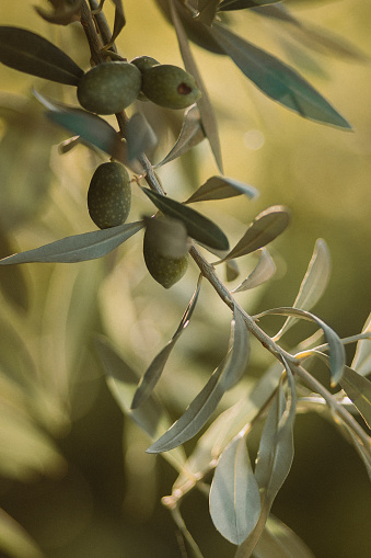 Close-up of olives hanging from tree brunch