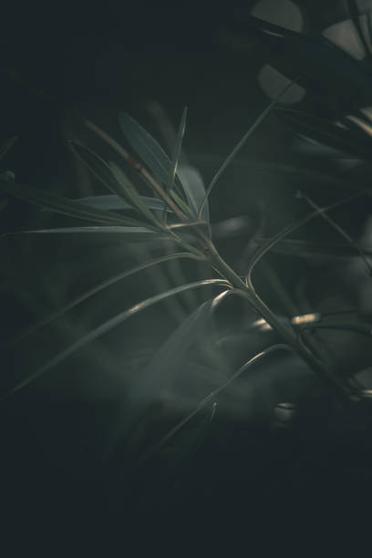 Many fresh tropical leaves as background, closeup. Black and white photo with green accent
