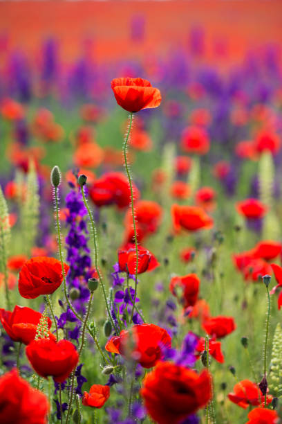 wild poppies (papaver rhoeas) and forking larkspur (consolida regalis) blooming in fthe field in sunny day - selective focus - oriental poppy poppy close up purple imagens e fotografias de stock