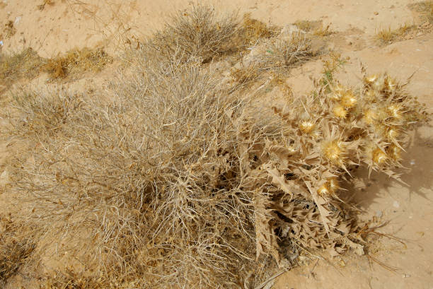 istock Gateway to the Sahara Desert 1366413626