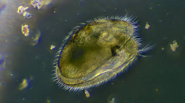 Daphnia microscopic aquatic animal Daphnia microscopic aquatic animal protozoan stock pictures, royalty-free photos & images
