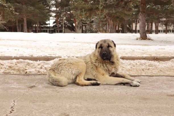 turecki pies kangal siedzi na ulicy otoczony śniegiem.
to bezdomny pies; bezpański pies.
zwierzęta w mieście w zimie. 
zwierzę kontra zimna pogoda.
zwierzęta domowe, zwierzę domowe.
kochaj psy.
dzika przyroda - anatolia zdjęcia i obrazy z banku zdjęć