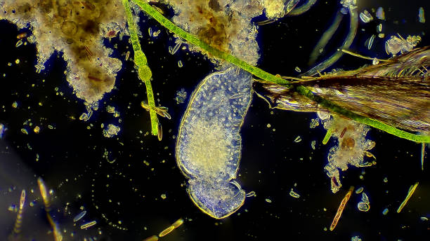 Planaria worm in pond water stock photo